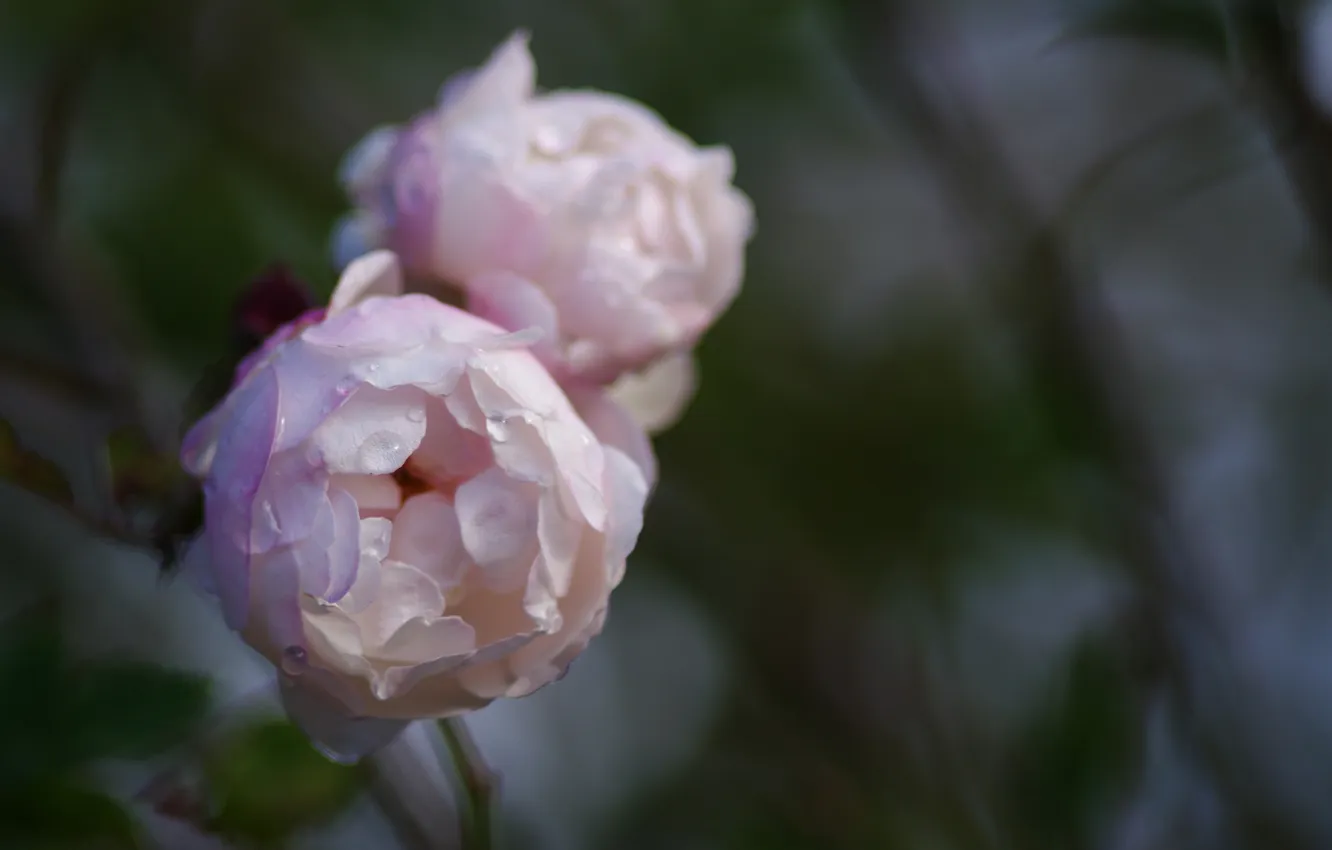 Photo wallpaper drops, flowers, Rosa, pink, buds