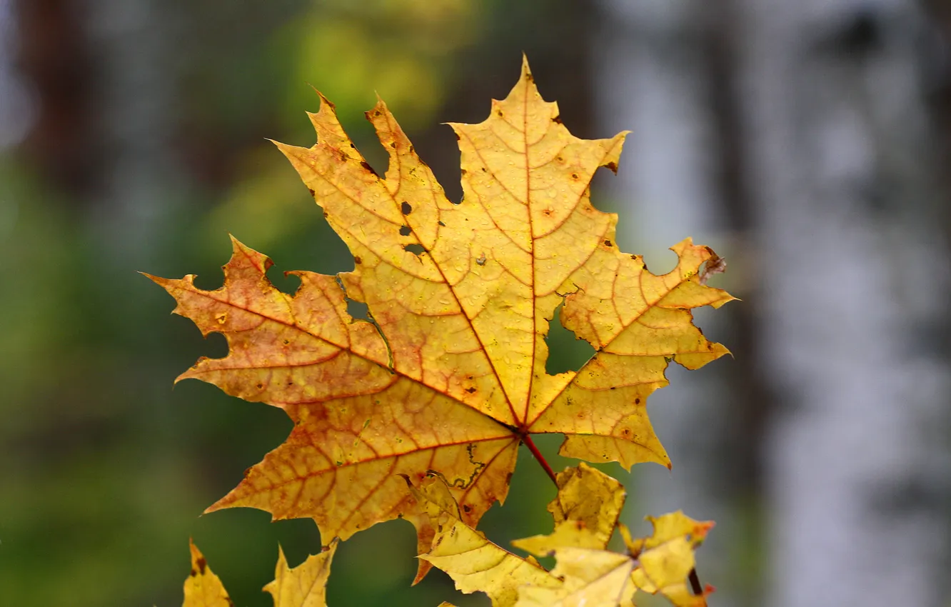 Photo wallpaper leaves, macro, nature, maple
