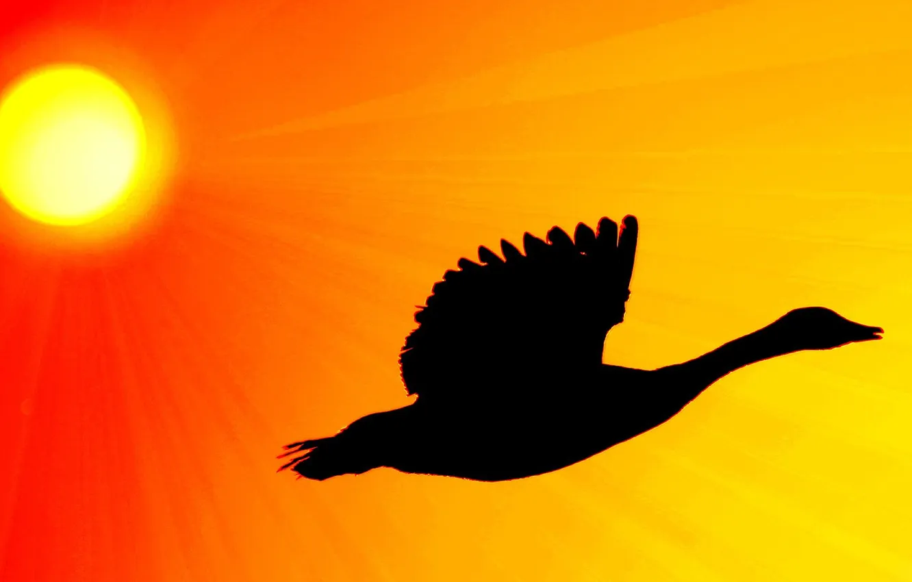 Photo wallpaper the sun, light, bird, silhouette, glow