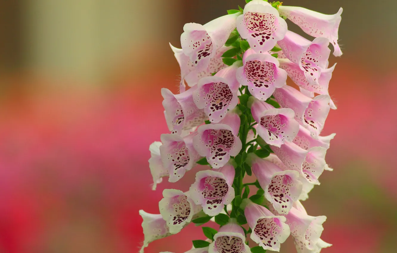 Photo wallpaper macro, background, digitalis, digitalis