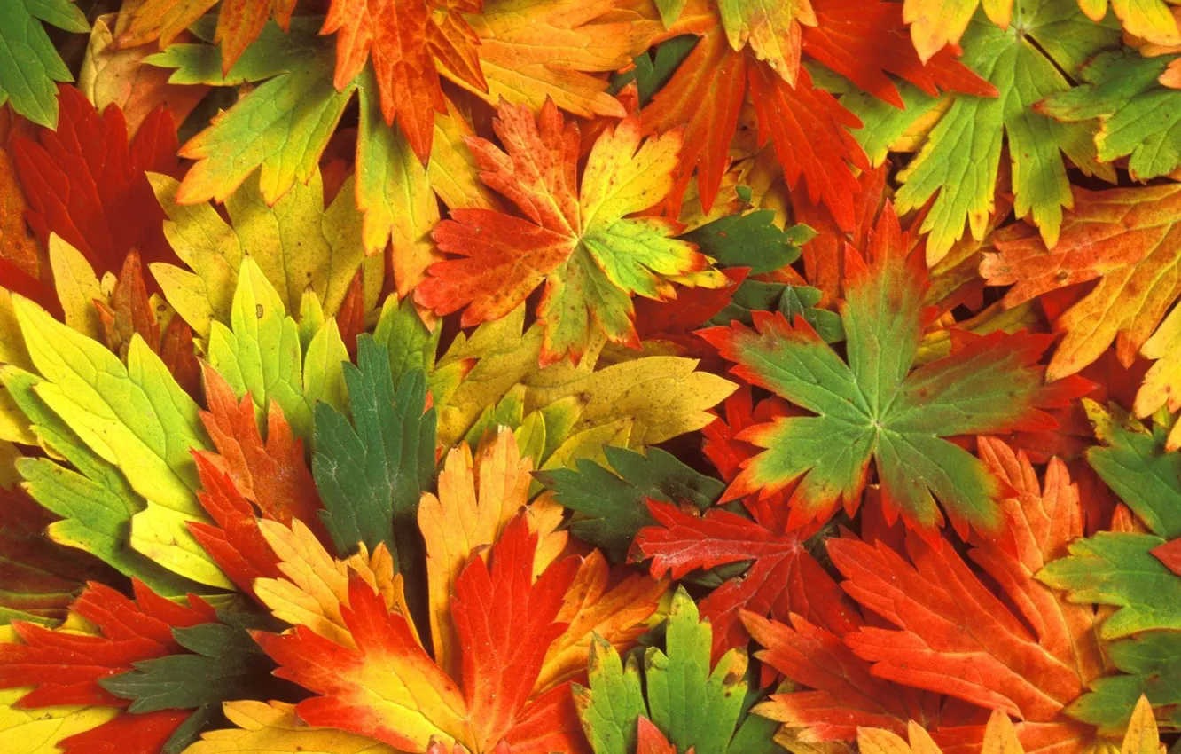 Photo wallpaper autumn, leaves, Kaleidoscope