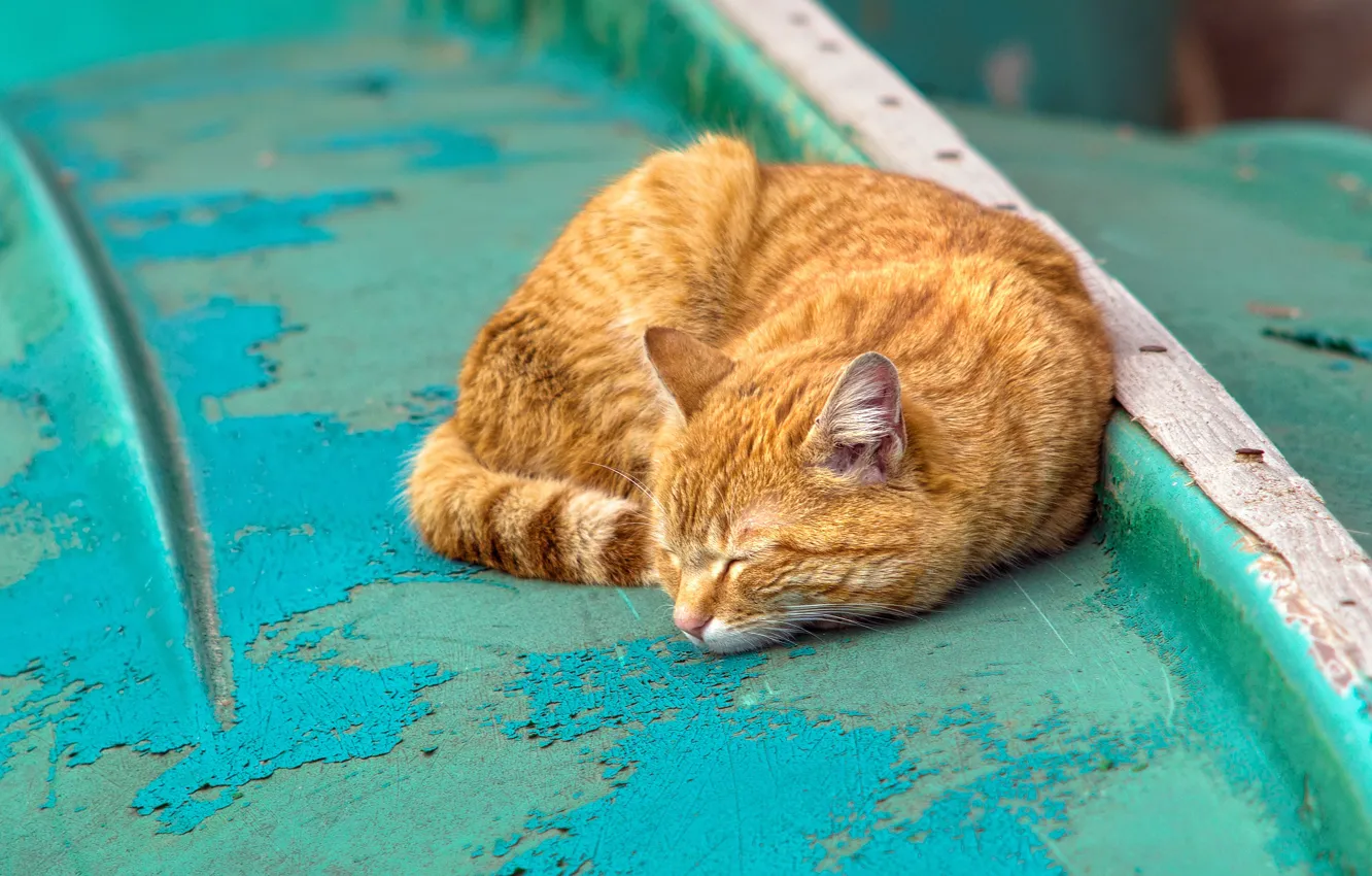 Photo wallpaper cat, cat, background, stay, paint, color, sleep, red