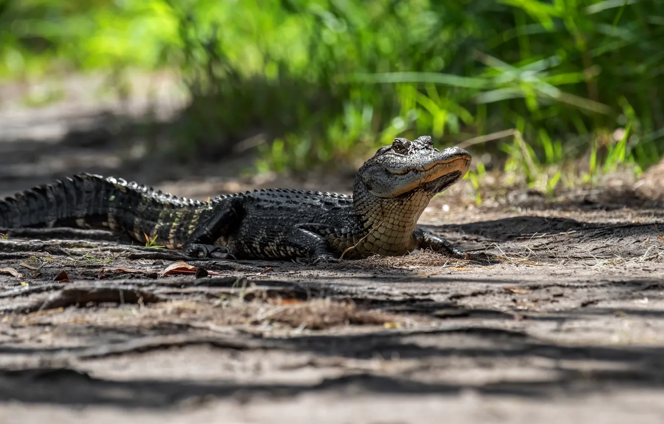 Photo wallpaper grass, look, crocodile