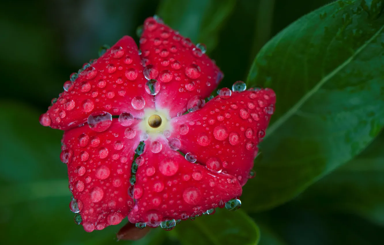 Photo wallpaper flower, drops, petals