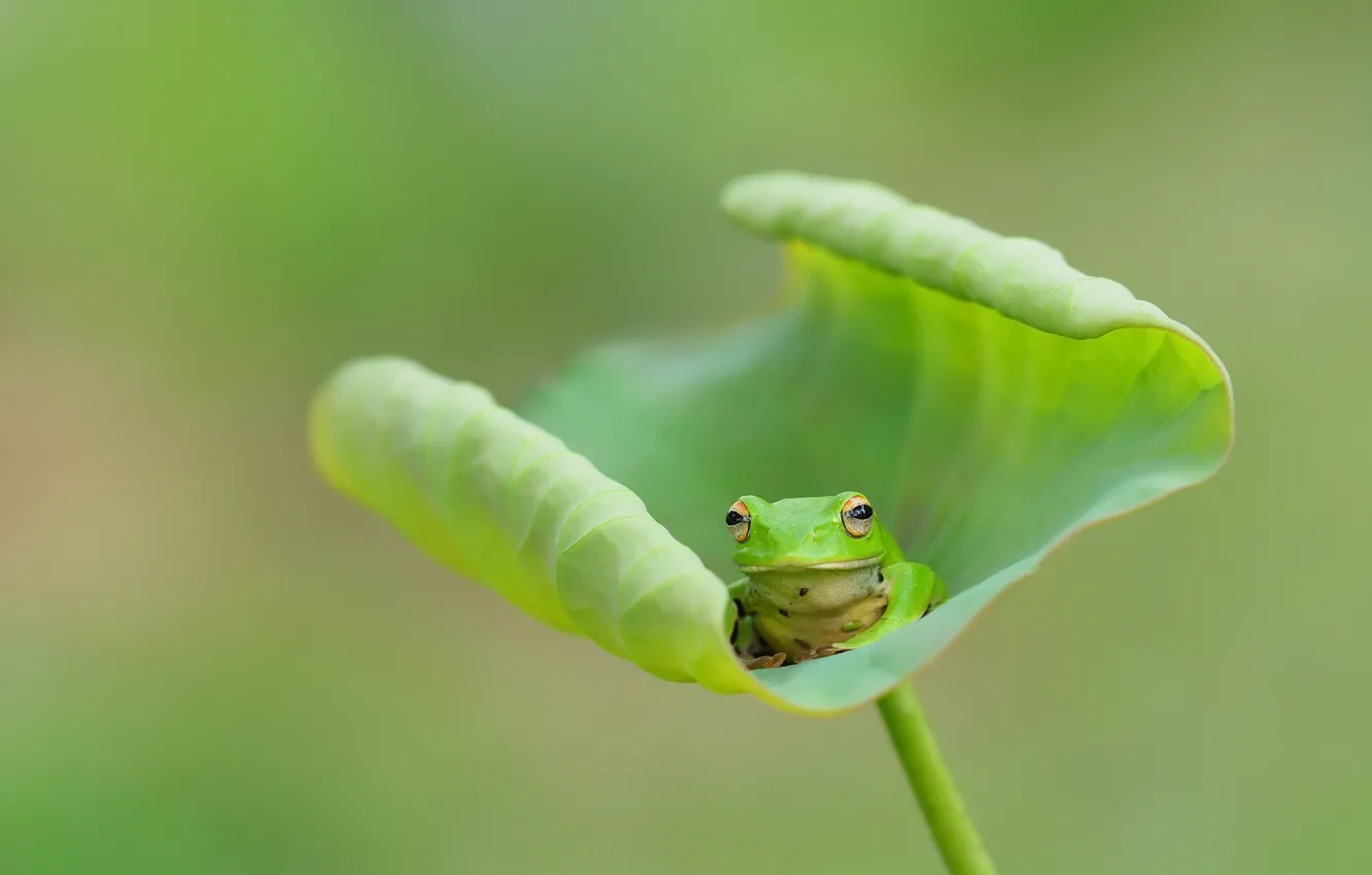 Photo wallpaper nature, sheet, frog