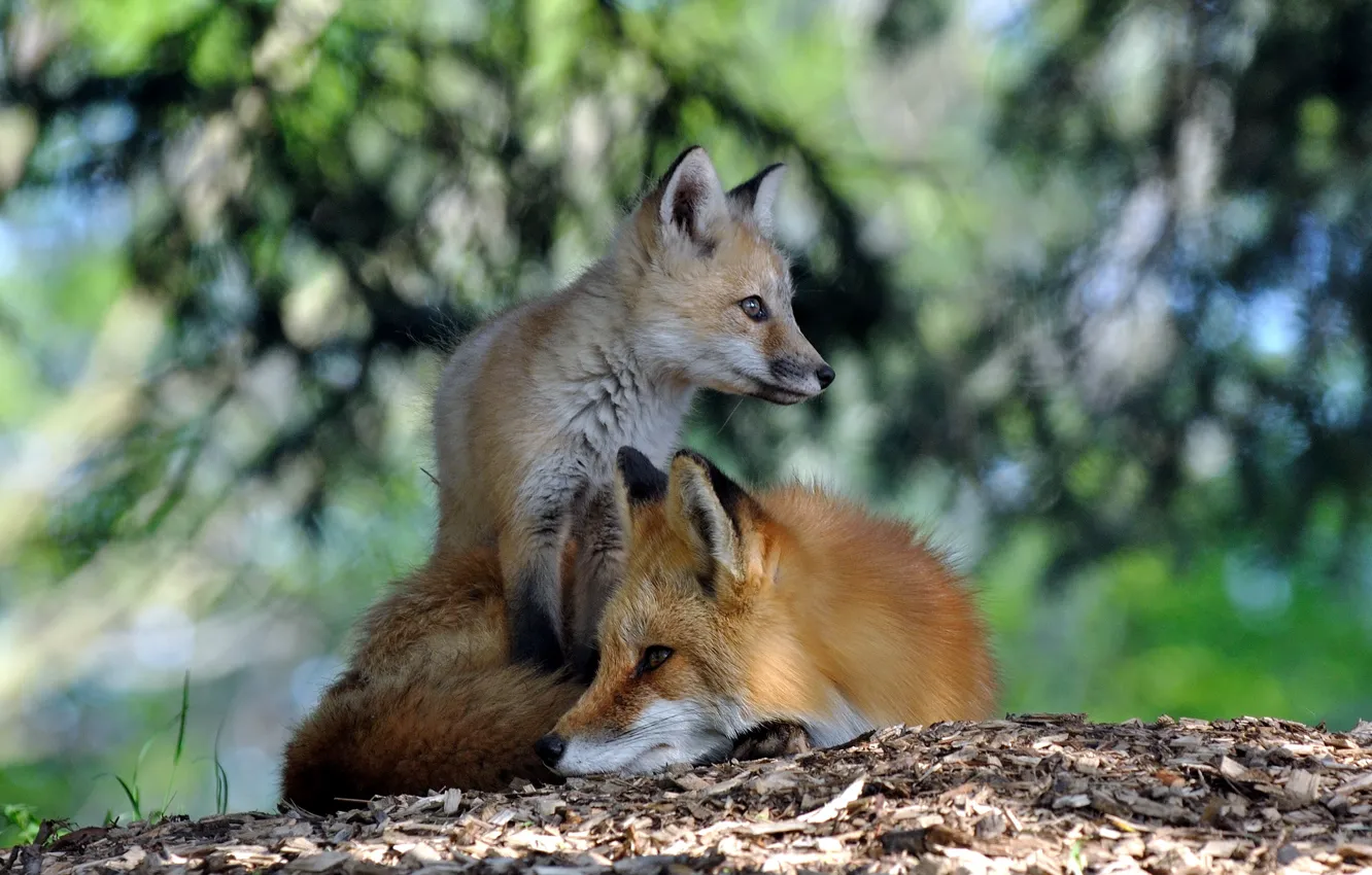Photo wallpaper summer, nature, Fox