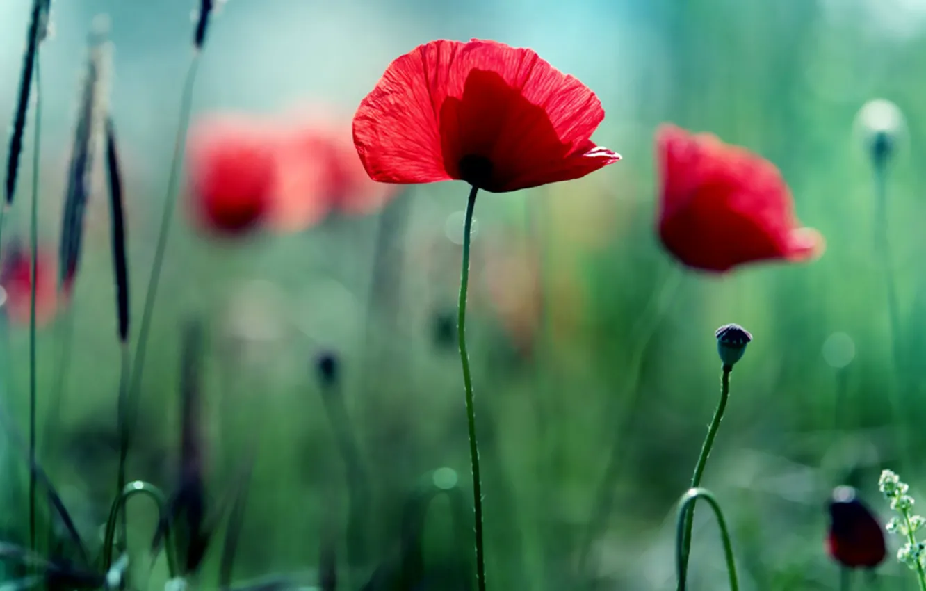 Photo wallpaper greens, Maki, poppy