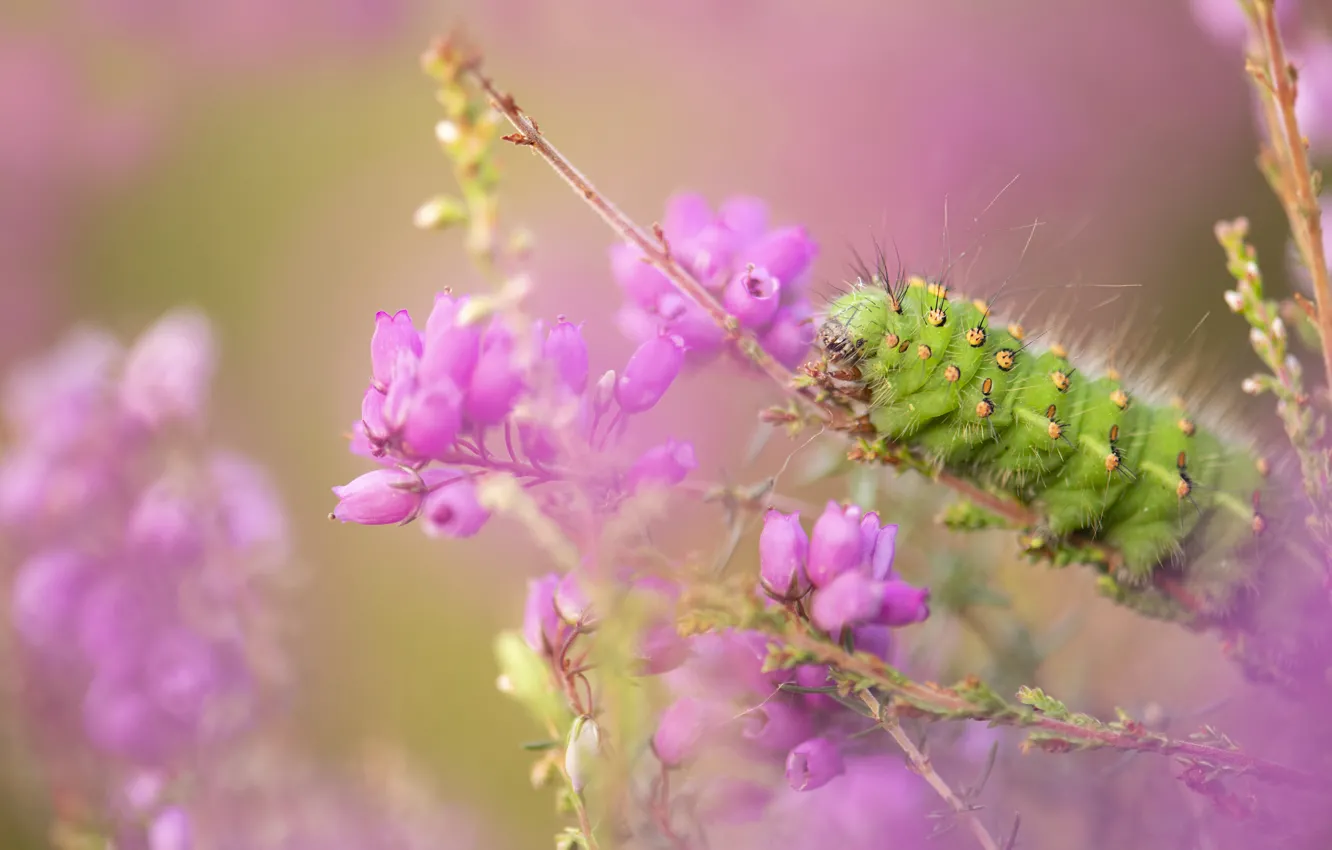 Photo wallpaper macro, flowers, caterpillar, insect, Heather