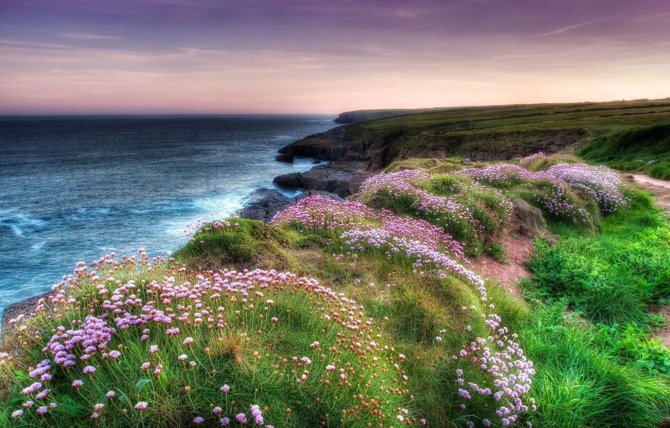 Photo wallpaper sea, flowers, nature, coast