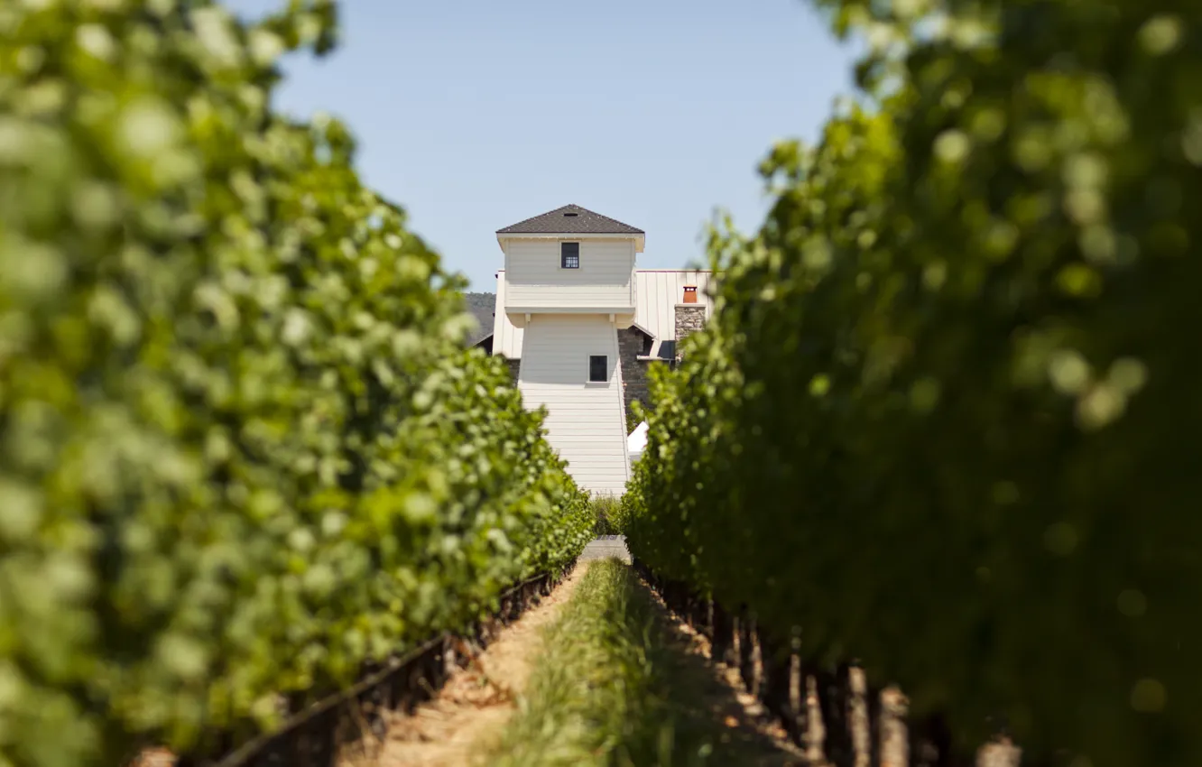 Photo wallpaper tower, wine, vineyards, vitis vinifera, Silver Oak, Napa Valley