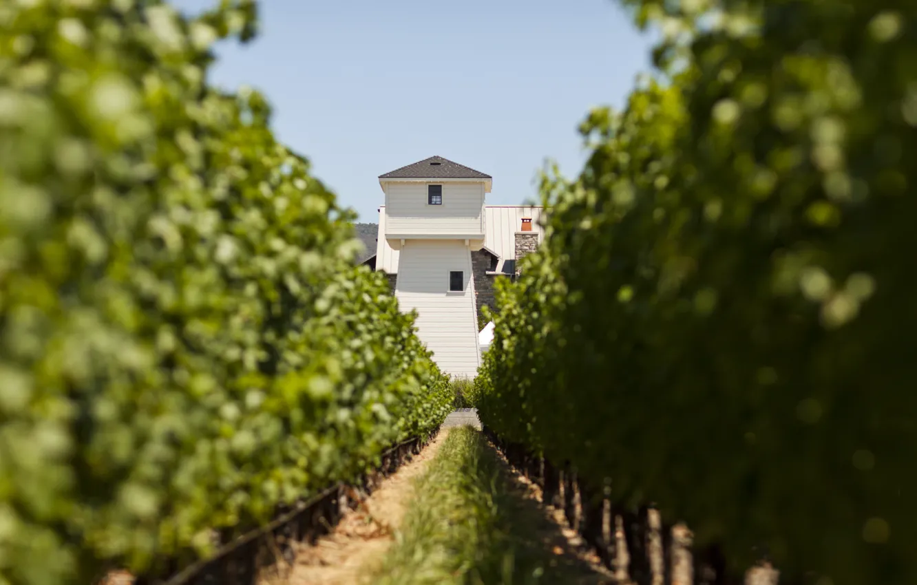 Photo wallpaper Napa Valley, Silver Oak, vitis vinifera, tower, wine, Vineyards