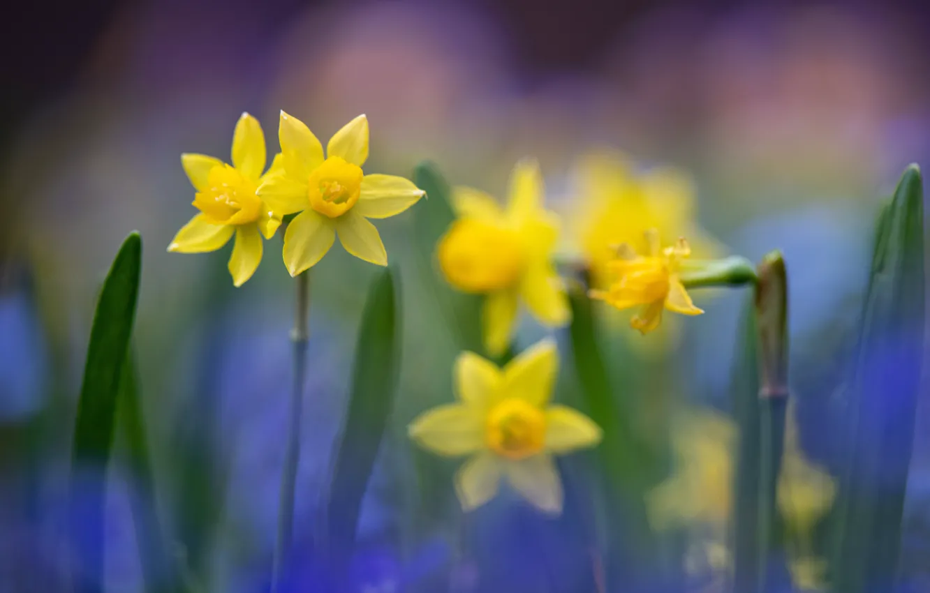 Photo wallpaper yellow, blur, daffodils