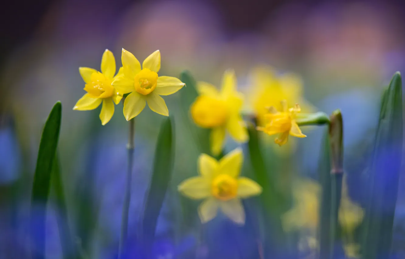 Photo wallpaper blur, yellow, Daffodils