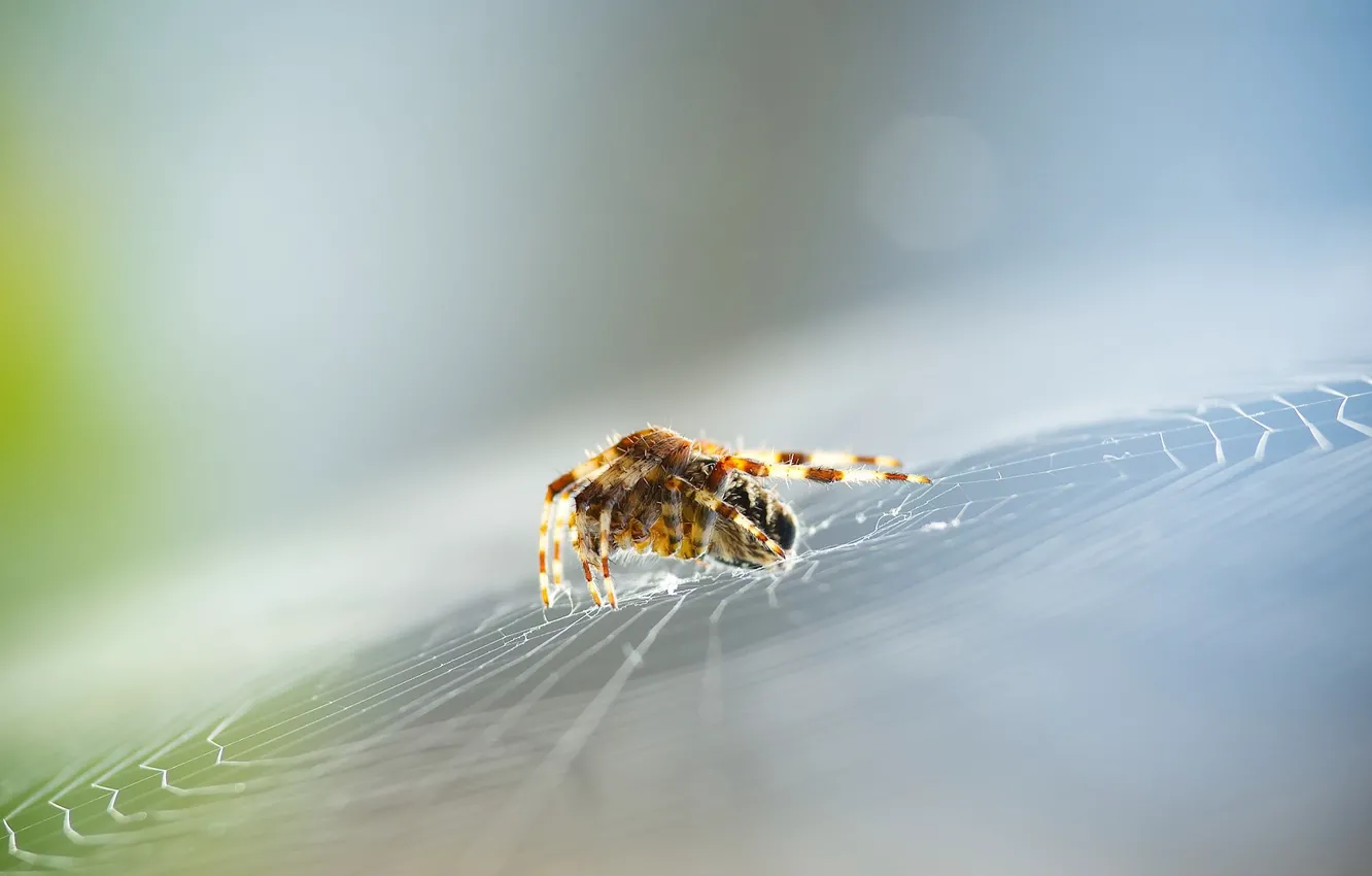 Photo wallpaper web, spider, focus