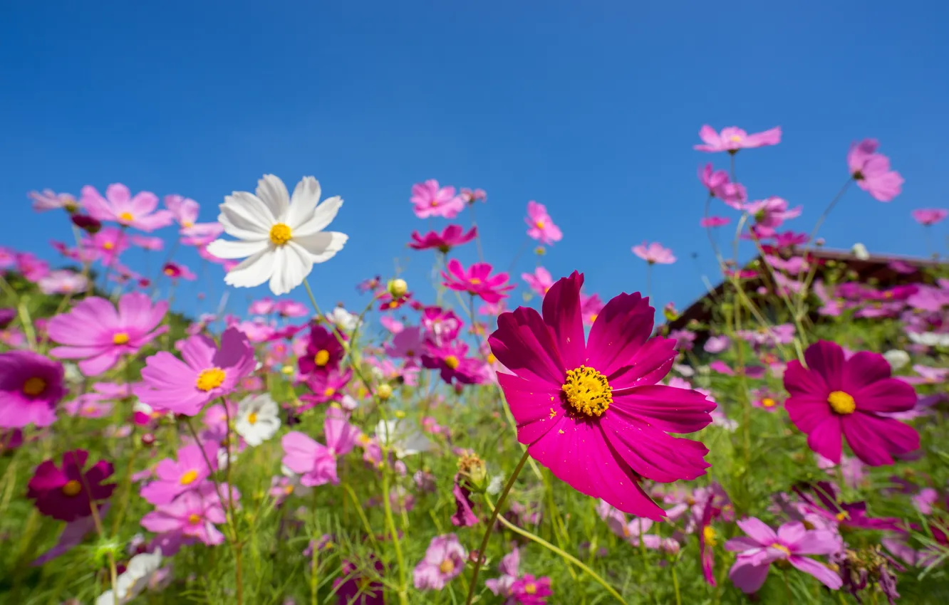 Photo wallpaper field, summer, the sky, the sun, flowers, colorful, meadow, summer