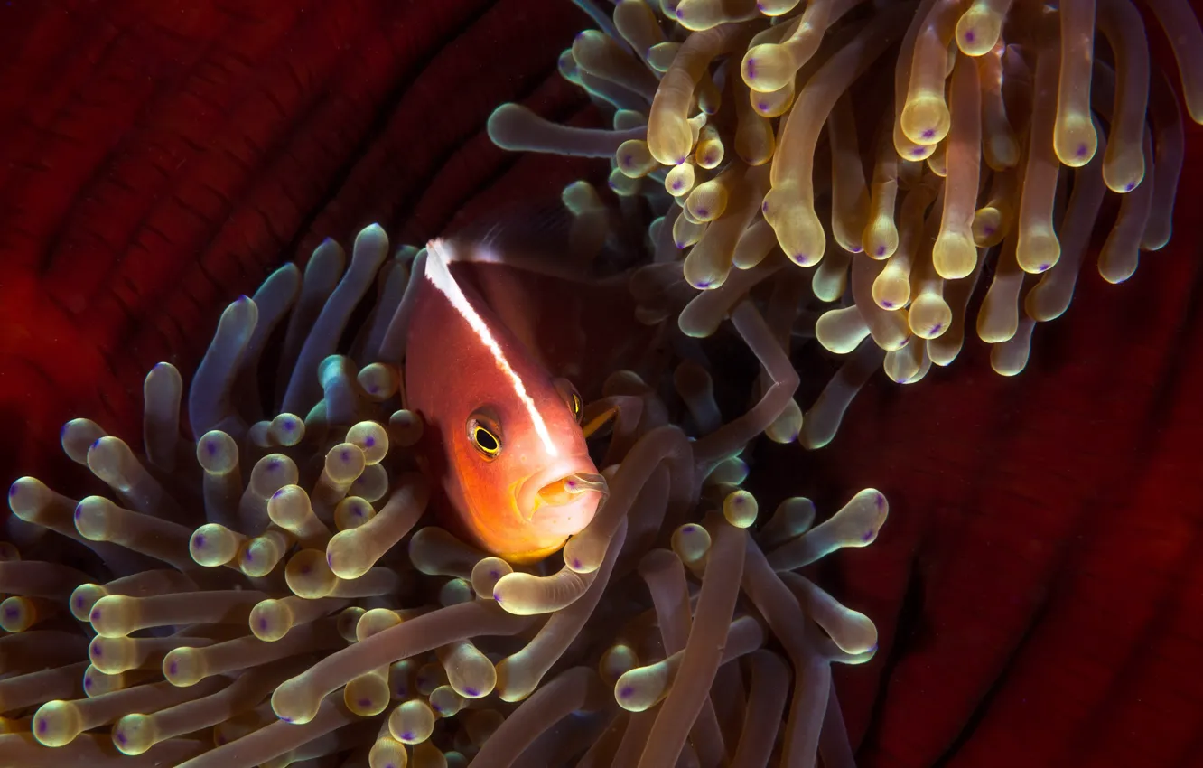 Photo wallpaper sea, under water, clown fish, sea anemones, amphiprion