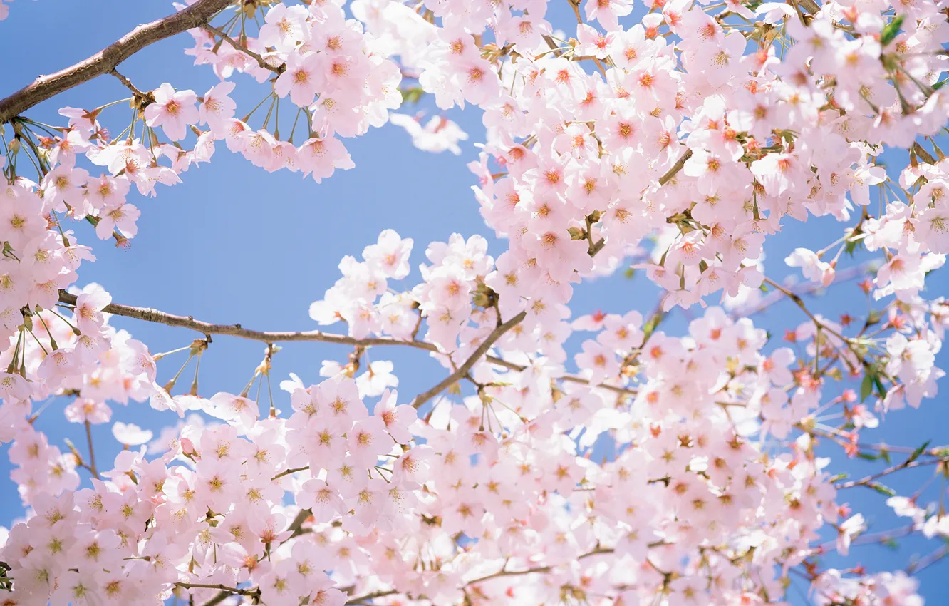 Photo wallpaper the sky, flowers, spring, Sakura