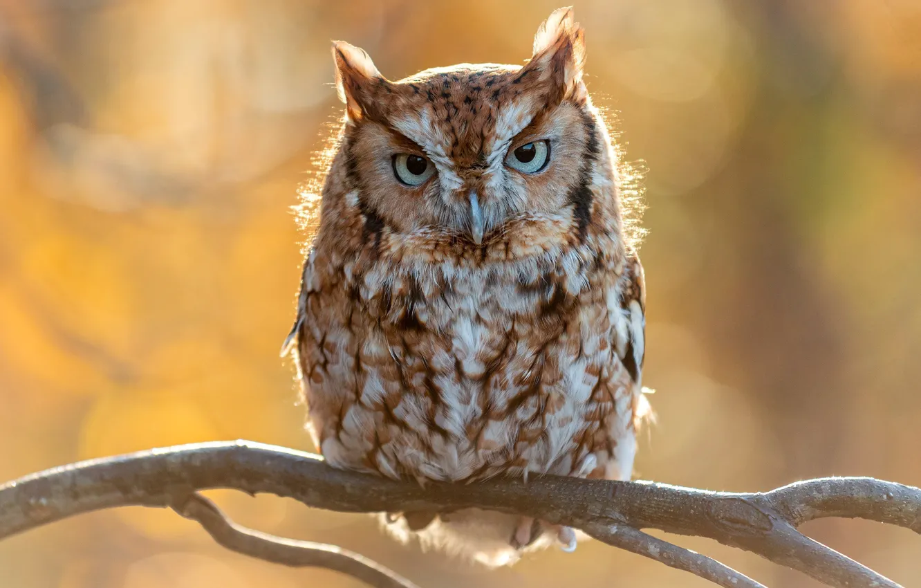 Photo wallpaper look, branches, background, owl, bird, North American scoop, Red morph