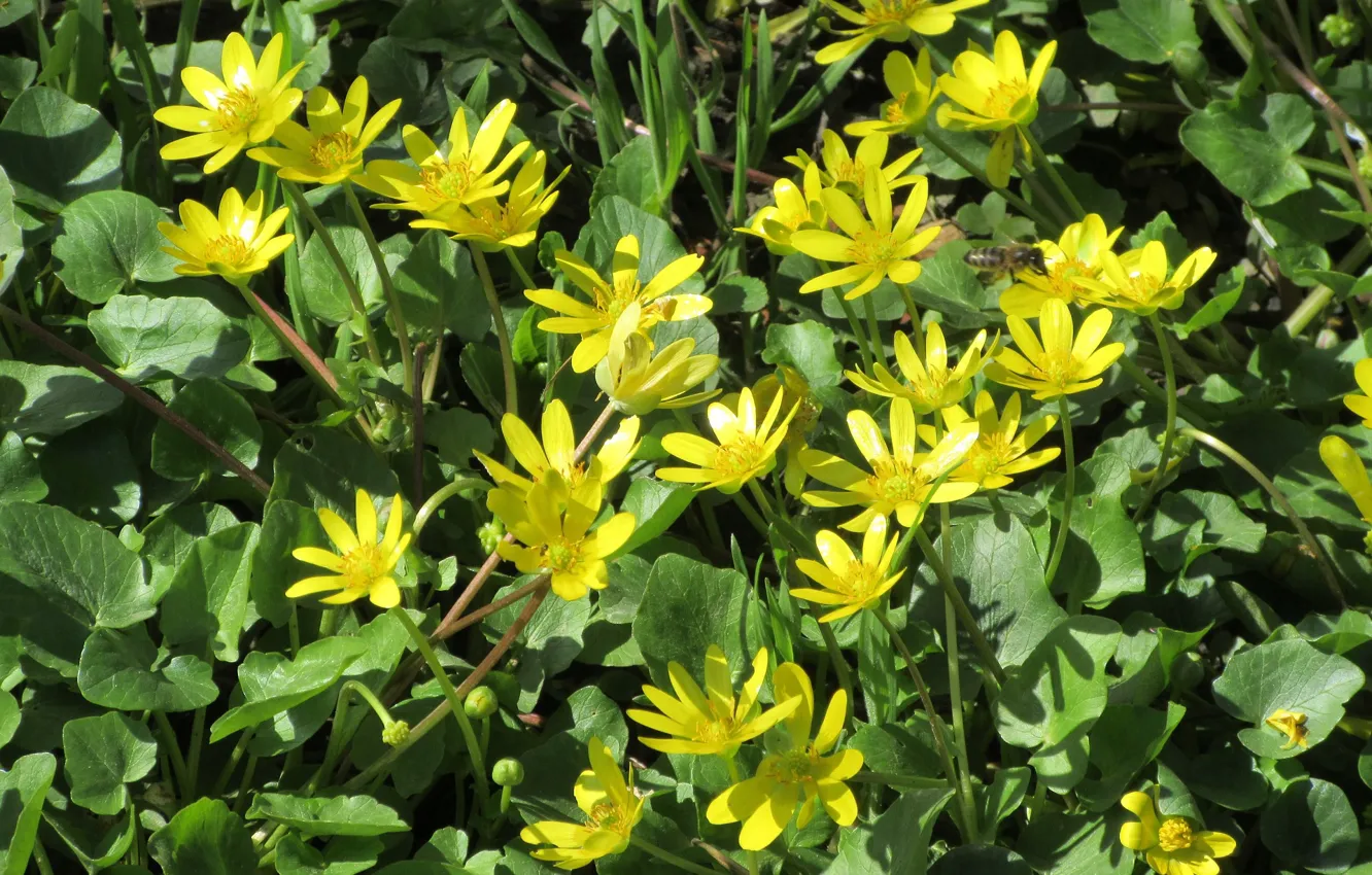 Photo wallpaper yellow, Sunny, spring 2018, ©, Meduzanol ©