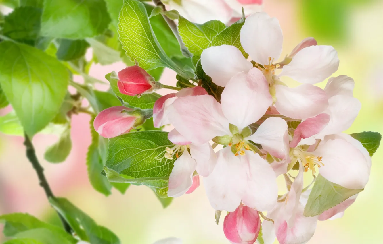 Photo wallpaper leaves, flowers, beauty, spring, petals, gentle, pink, white