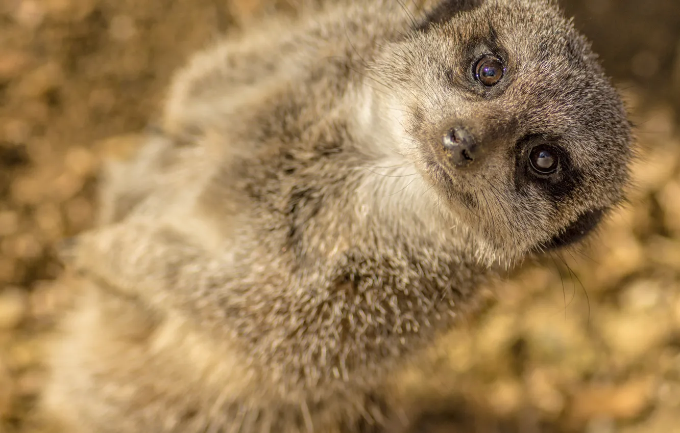 Photo wallpaper look, meerkats, face, animal