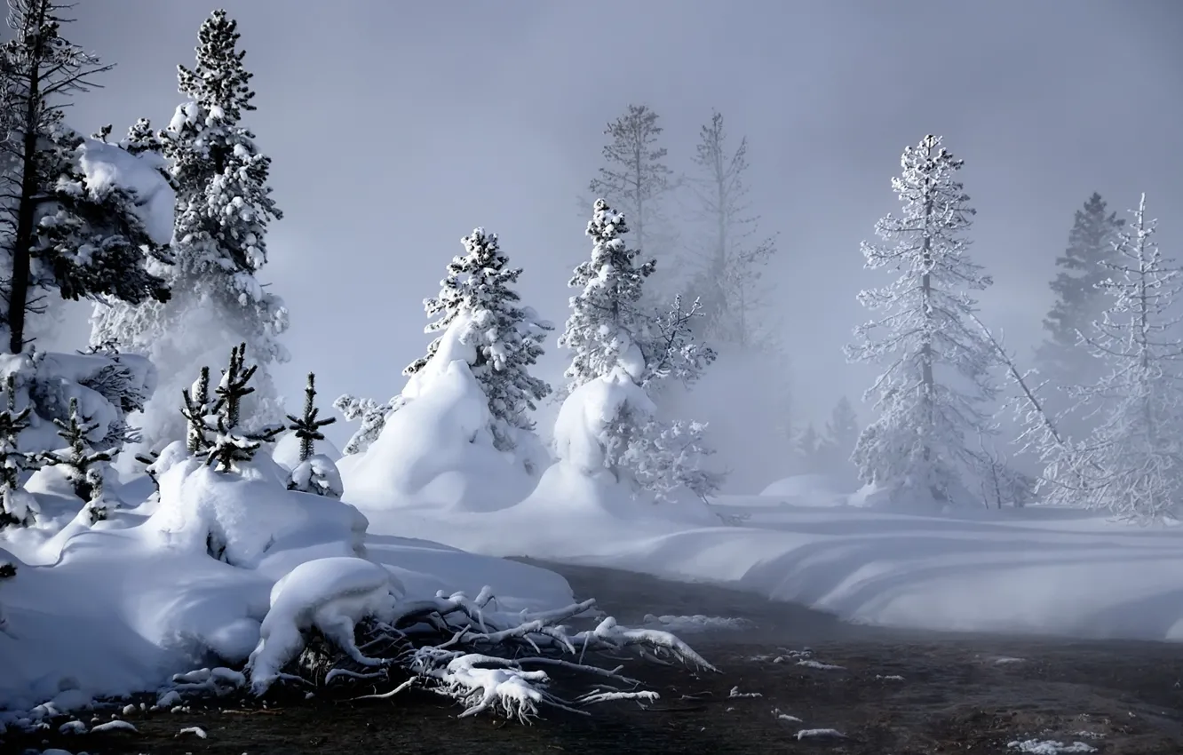 Photo wallpaper winter, snow, tree, the snow