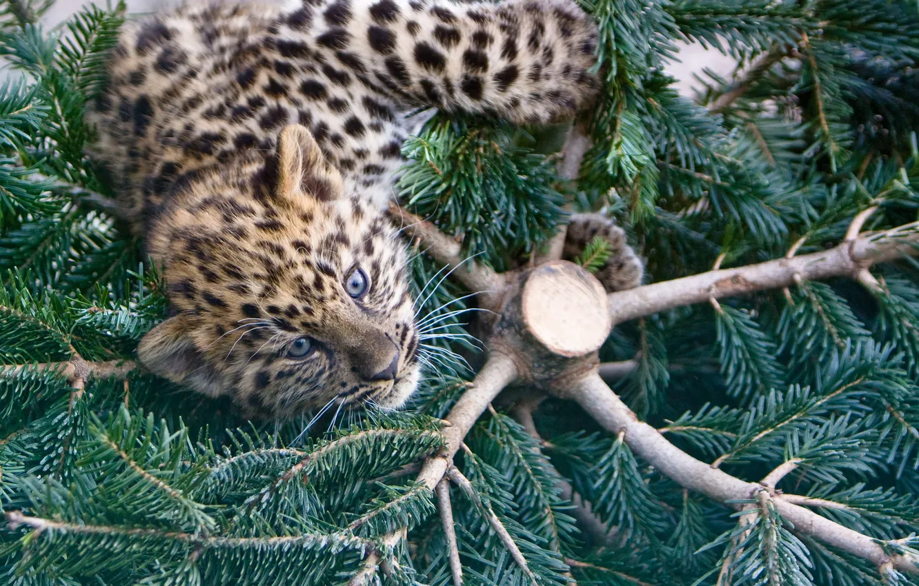 Photo wallpaper cat, kitty, spruce, the Amur leopard