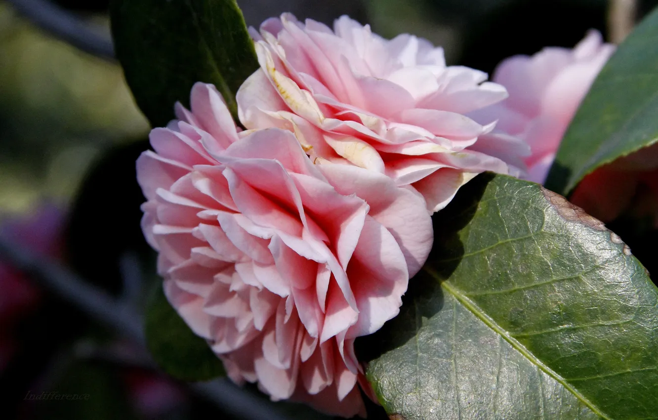 Photo wallpaper leaves, macro, flowers, nature, petals, pale pink