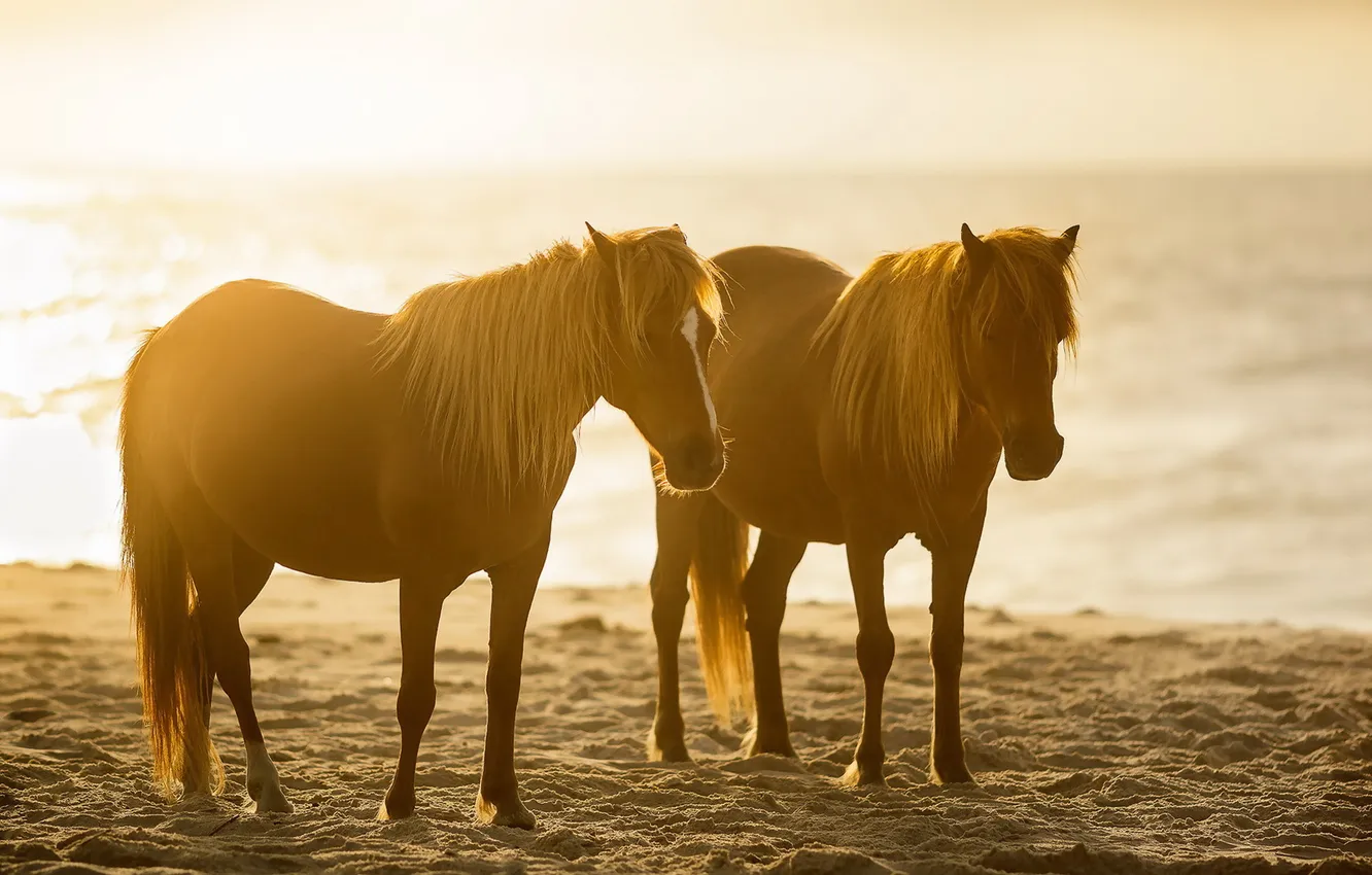 Photo wallpaper sunset, nature, horse