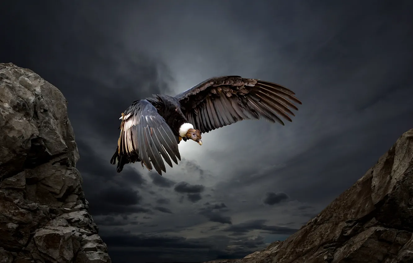 Photo wallpaper nature, bird, Condor
