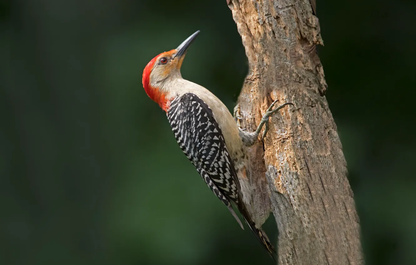 Photo wallpaper tree, bird, woodpecker