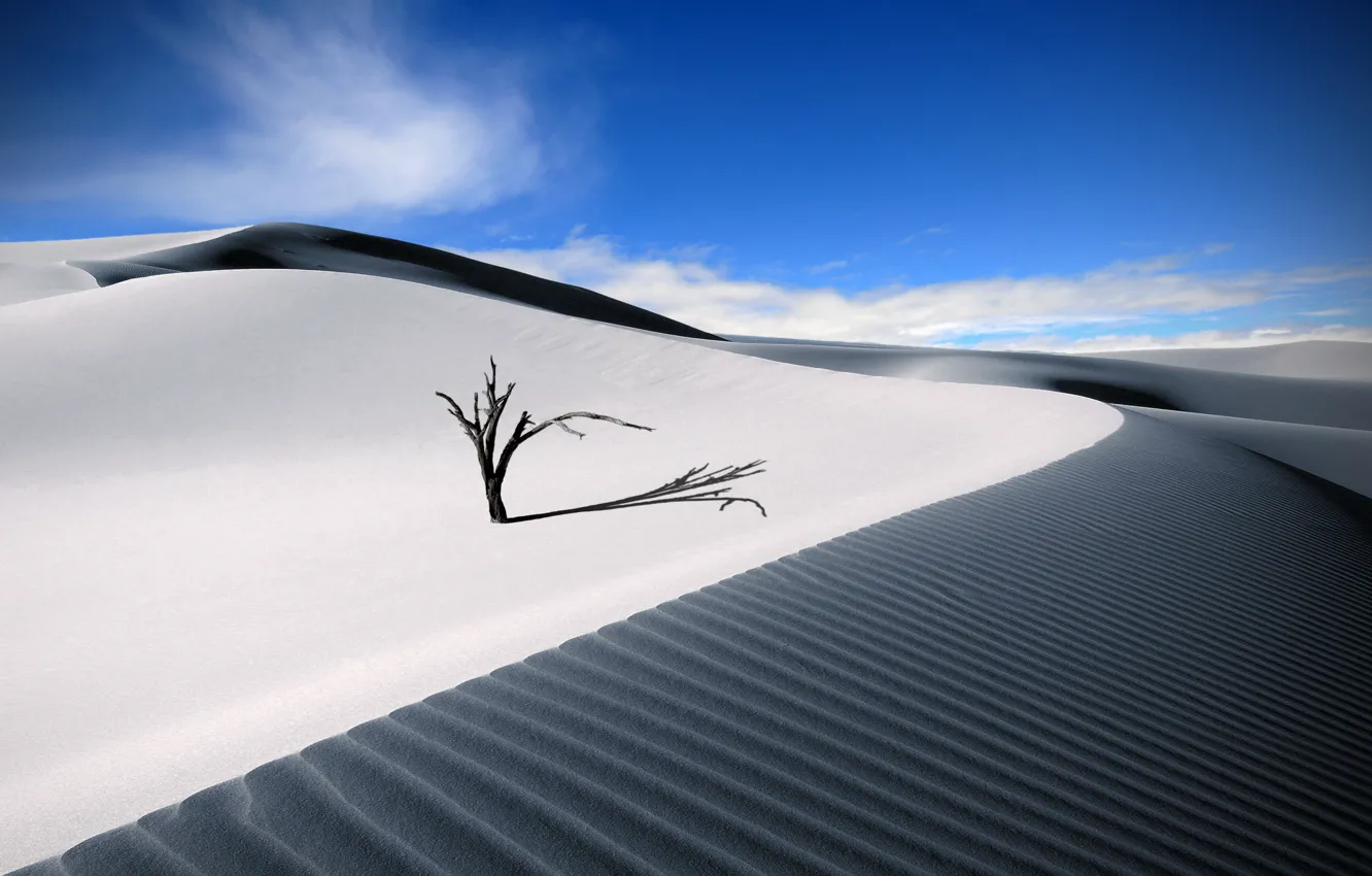 Photo wallpaper trees, desert, shadow
