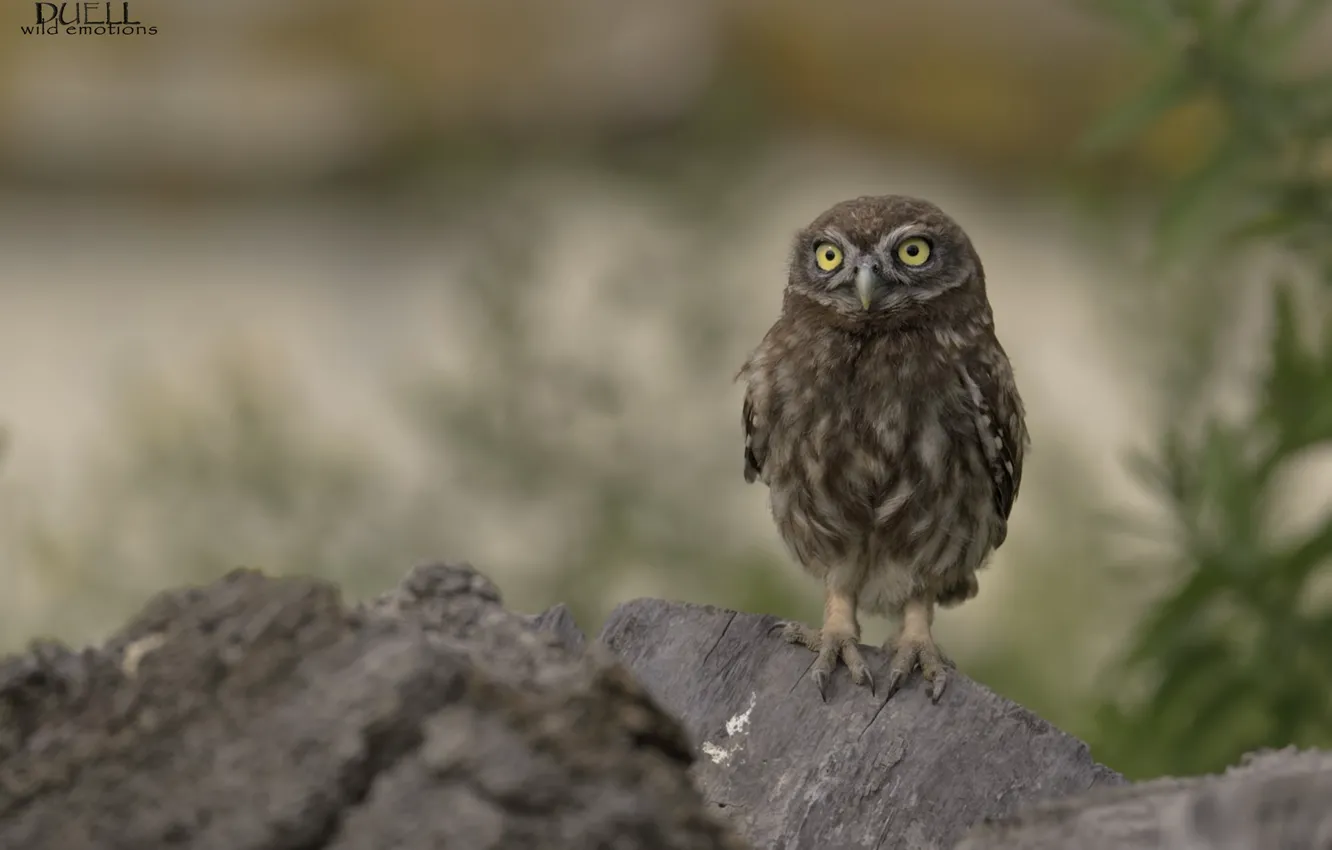 Photo wallpaper background, owl, owl, DUELL ©