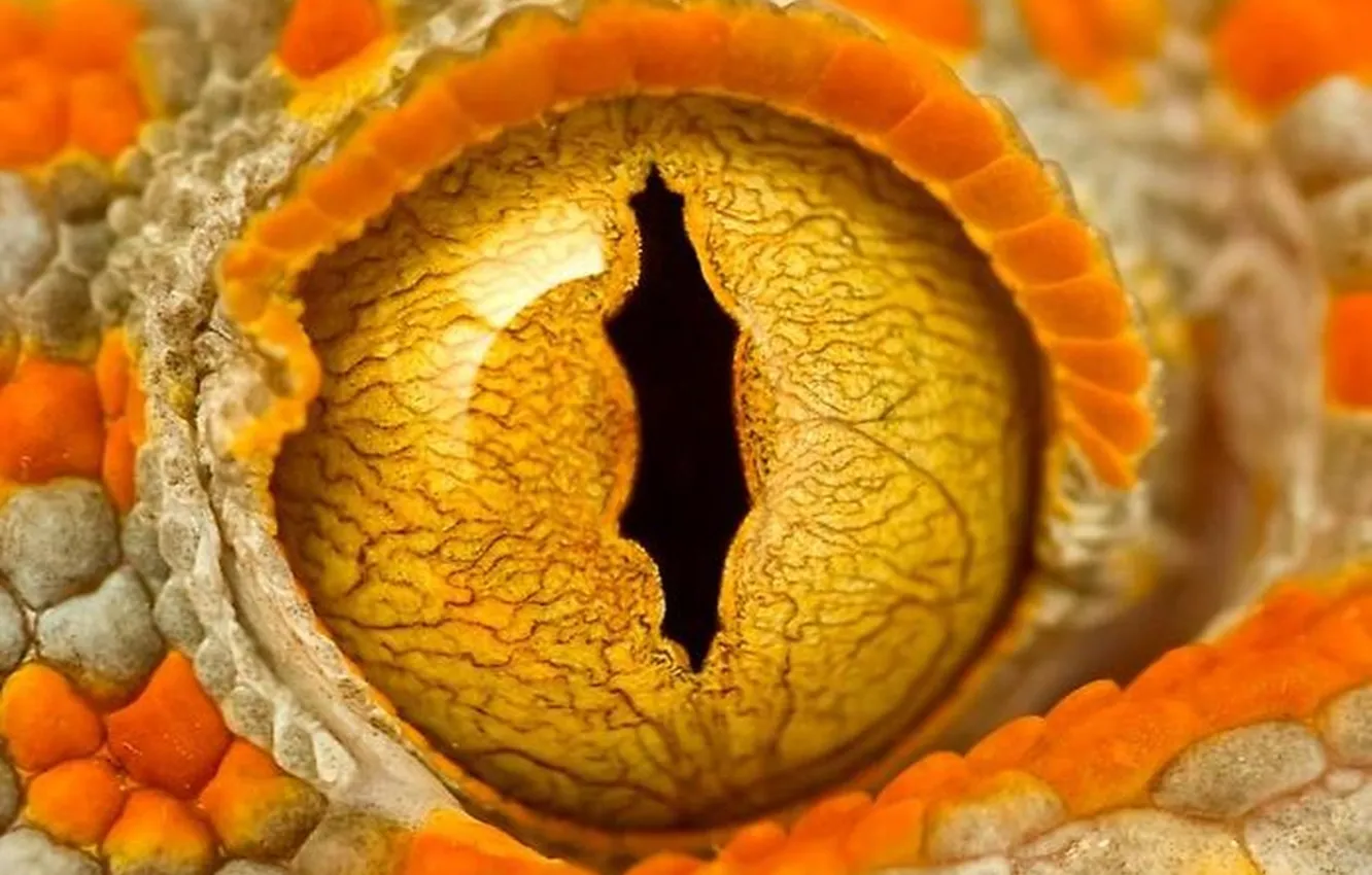 Photo wallpaper orange, the pupil, gas, Gecko