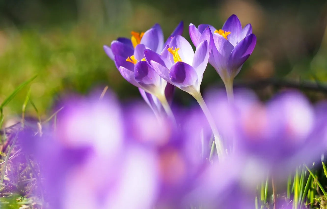 Photo wallpaper blur, crocuses, lilac