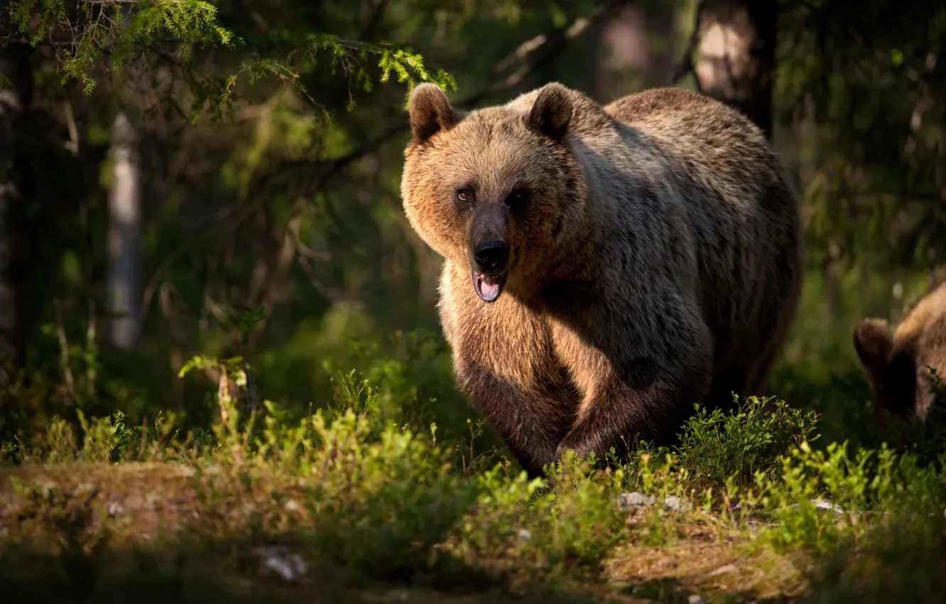 Photo wallpaper forest, bear, beast, The Bruins, Alexander Perov