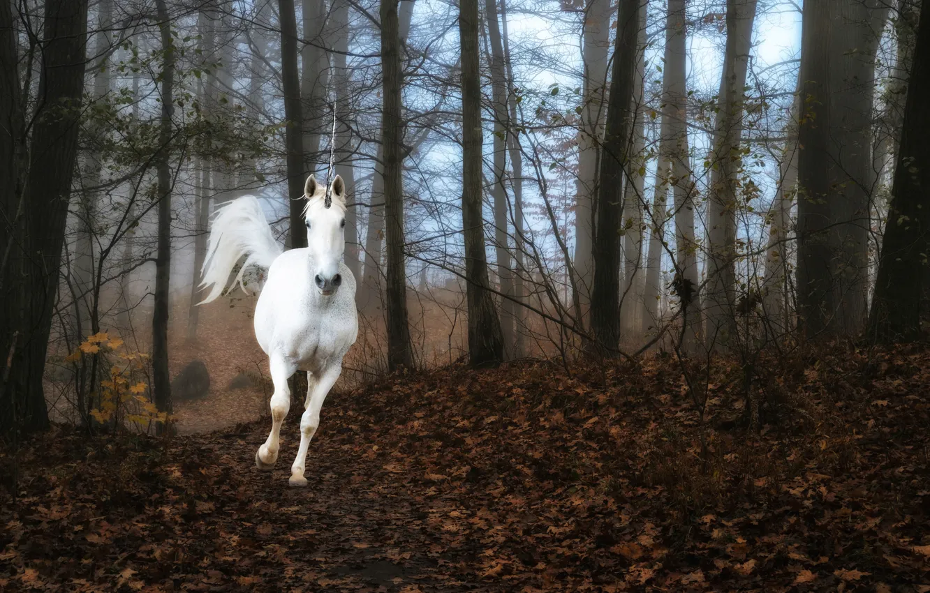 Photo wallpaper forest, fog, unicorn