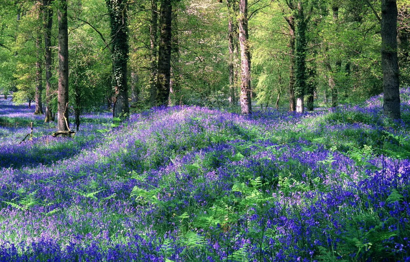 Photo wallpaper greens, forest, flowers, glade, lilies of the valley, like