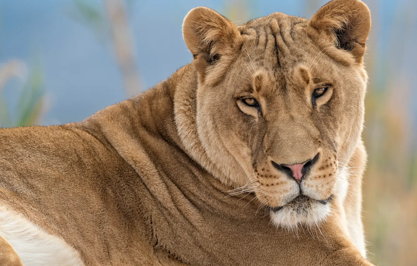 Photo wallpaper cat, look, lioness