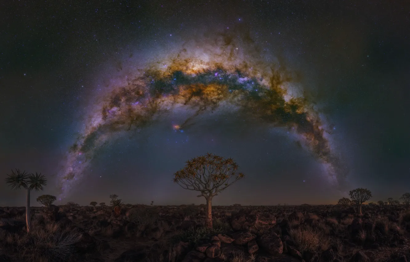 Photo wallpaper trees, night, the milky way