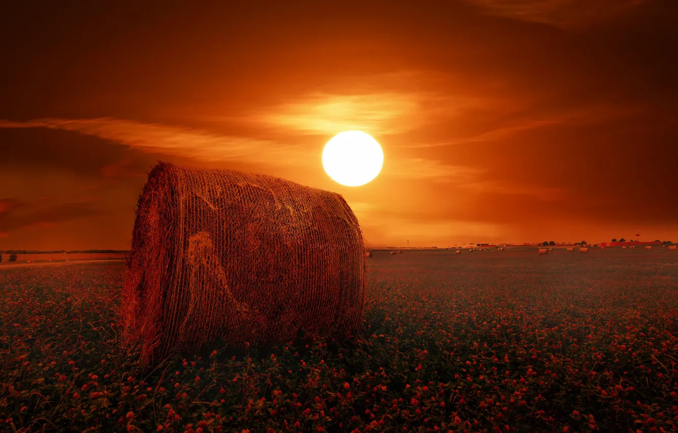 Photo wallpaper field, the sun, hay, clover, rolls