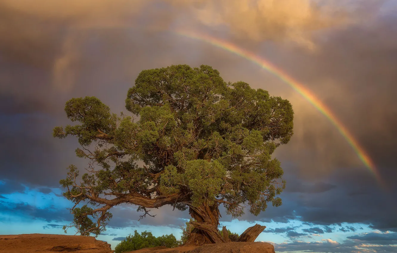 Photo wallpaper trees, nature, rainbow