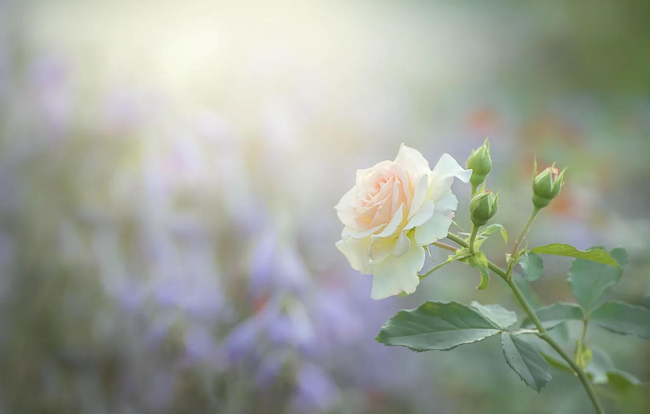 Photo wallpaper buds, roses, light