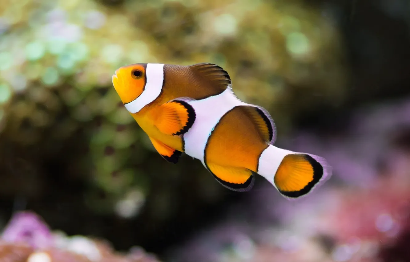 Photo wallpaper color, macro, aquarium, fish, underwater world, under water, striped, motley