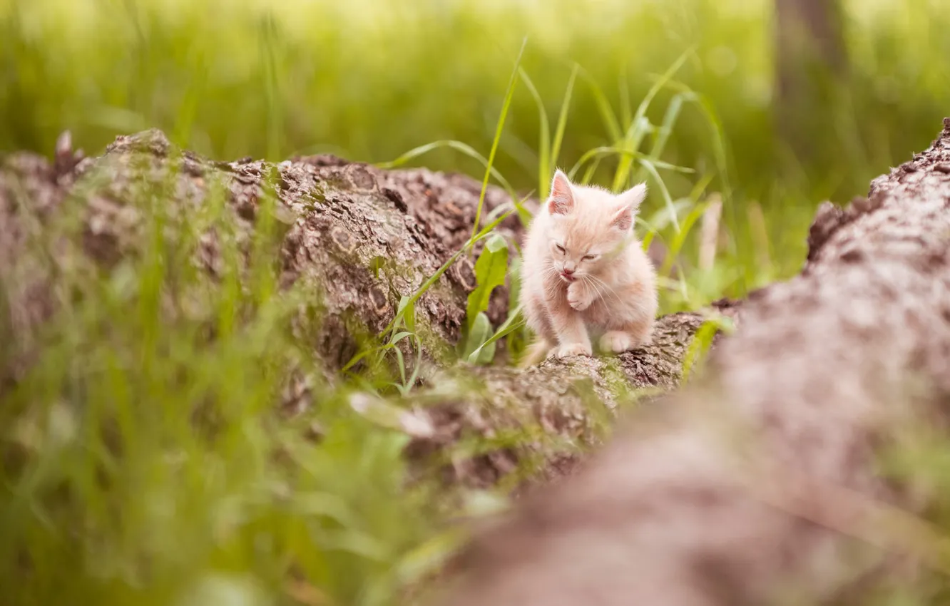 Photo wallpaper ginger kitten, licking, blur bokeh