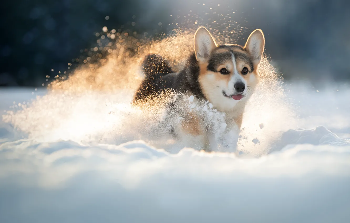 Photo wallpaper winter, snow, dog, walk, doggie, Welsh Corgi, Svetlana Pisareva
