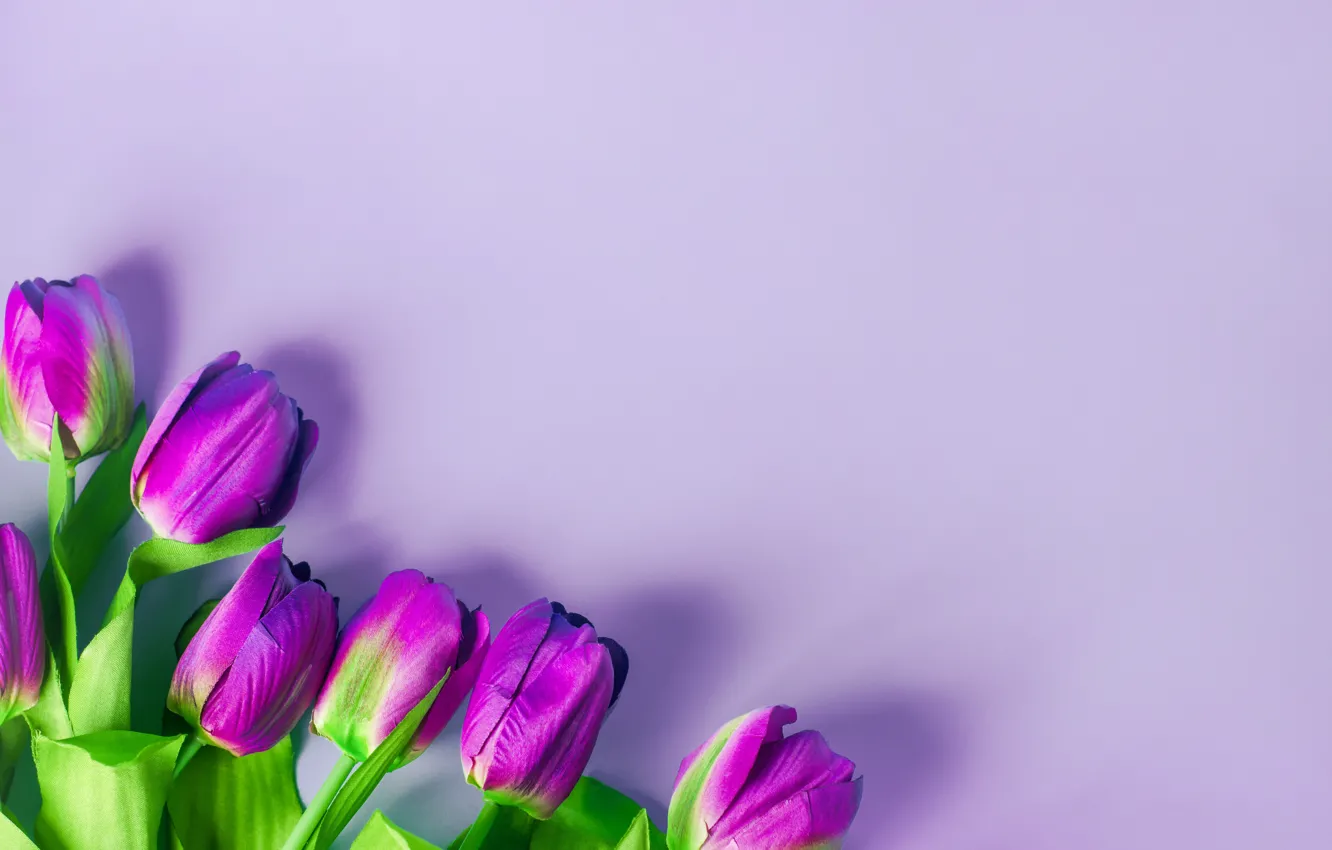 Photo wallpaper purple, flowers, background, tulips, flowers, tulips, purple