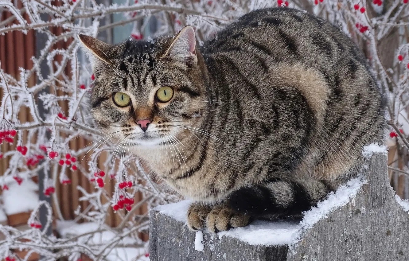 Photo wallpaper winter, cat, Pets