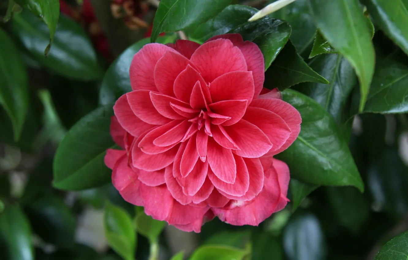 Photo wallpaper leaves, flowering, Camellia