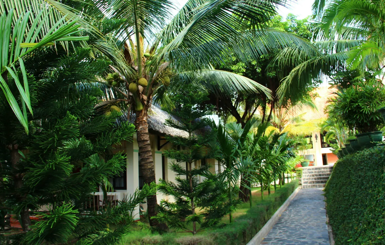 Photo wallpaper nature, palm trees, plant, Vietnam, nature, Vietnam, palm trees, plants
